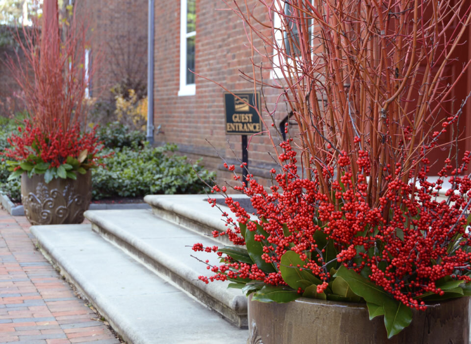 Mt. cuba winter container, winterberry.jpg