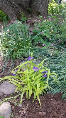 PV Memorial Day tradescantia.jpg