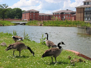 The Lake at Warwick University