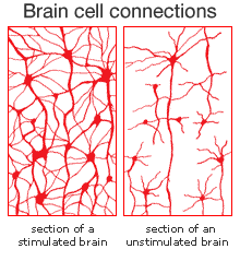 A very, very schematic representation of how mental stimulation pumps up your nerve cells.