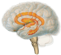 Now this lightened up thing are the regions belonging to this so-called limbic system.