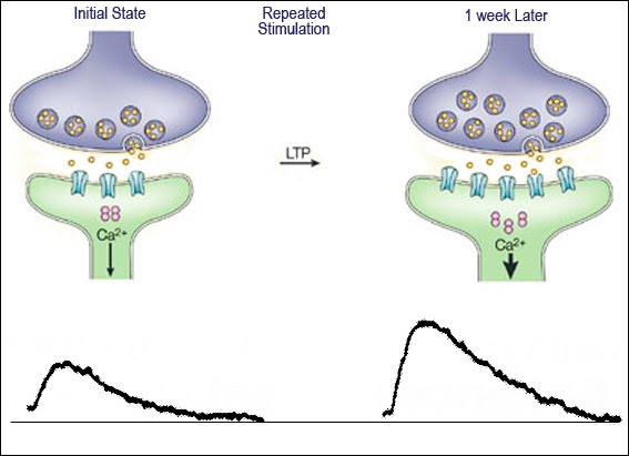 LTP can be caused both by neuron A releasing more neurotransmitters than before (rather short-term) and by neuron B building more receptors to receive neuron's A signals (rather long-term), both shown on the picture on the right. Below the response evoked in neuron B before and after LTP.