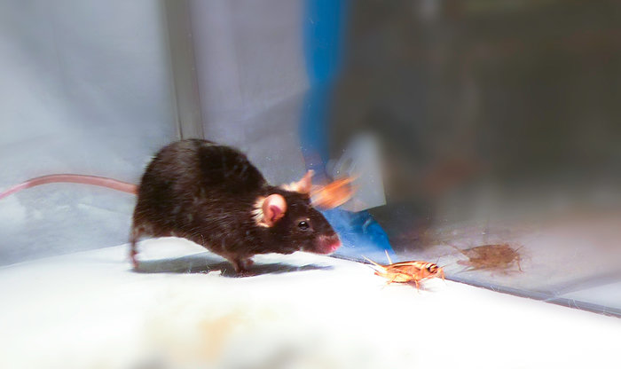 Blood-thirsty hunter. Courtesy of Ivan de Araujo/Cell Pres