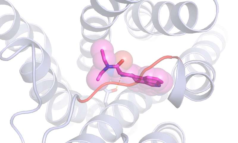A molecule of LSD bound to a serotonin receptor. The orange stick in the middle is the "lid" keeping it trapped. Credit: Lab of Bryan Roth, UNC School of Medicine