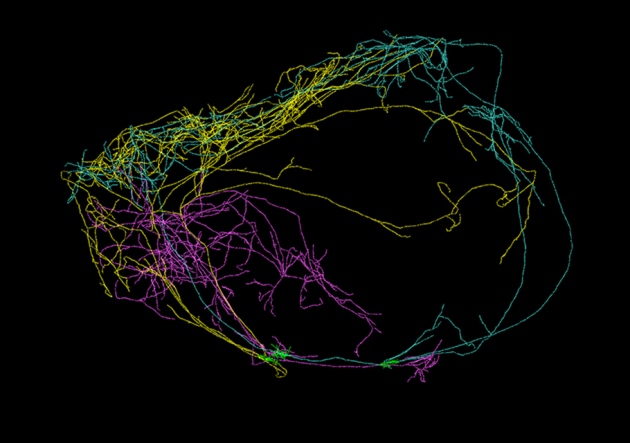 Three giant neurons. The blue one is the giantest. Credit: Allen Institute for Brain Science