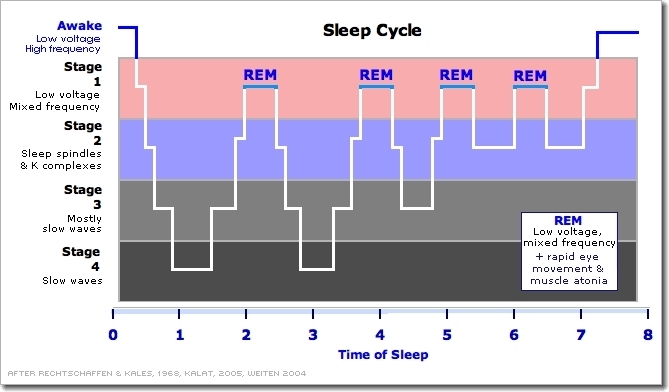A short overview of what is going on during the night. As you can see, slow wave sleep dominates the beginning of the night while REM sleep becomes more prominent in the second half of the sleeping period.