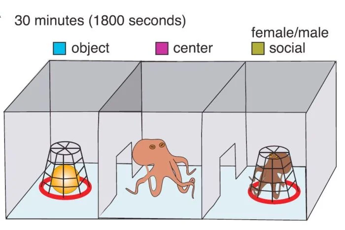 After taking MDMA octopuses spent more time in the chamber with another octopus than they did with an inanimate object. Johns Hopkins University: Gul Dolen.