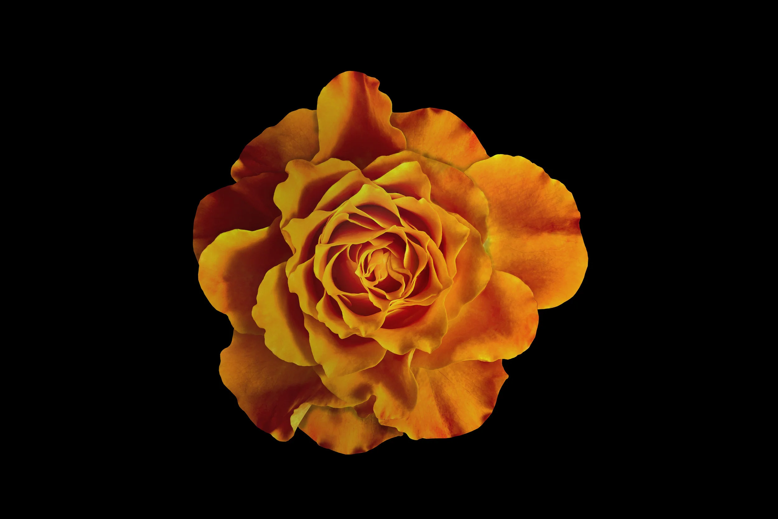 AdobeStock_89695884 relationships orange flower.jpg