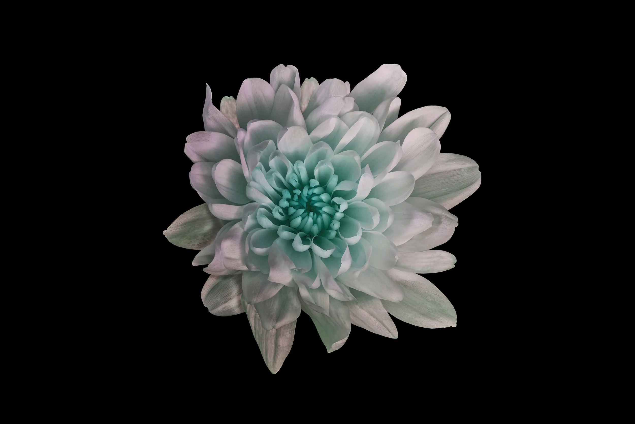 AdobeStock_89695884 relationships white flower.jpg