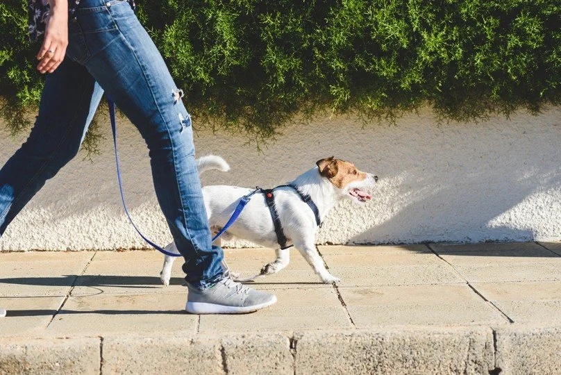 A person in jeans and sneakers walks a small dog on a blue leash along a sunlit sidewalk, with a low wall and green hedge in the background