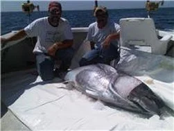 The Bluefin tuna is my favorite fish. These are Giant Bluefin, not Yellowfin or Bigeye. They are one of the smartest fish in the ocean and because of that, the most difficult to catch. If you want non stop action, this is NOT the trip for you. I would recommend a shark trip for that. These trips tend to be slow and it's a big waiting game. The payoff can be huge though with fish weighing up to 1000 lb's. People who like these trips usually have done all the other trip including shark, ground fish, striper, etc and want to roll the dice for the fish of a life time. I recommend you give me a call to discuss your expectations and also to check on the whether we are seeing some Bluefin in the area since the fish come and go. 1-6 people $980.