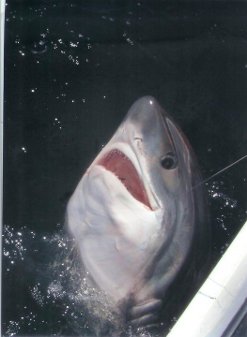 We offer an 8 hour custom shark charter generally starting around August 1st and continuing until late September. Most fishing takes place from 15-25 miles off shore depending on where the best conditions exist. All bait, tackle and instruction are provided . We use Penn 50 class rods and reels and stand up gear. You will be directly harnessed to the rod and shark. These trips are very successful. The primary shark catch is the blue shark which can be up to 300 lbs. The ultimate goal though is the mako, thresher or porbeagle shark. All of these are attracted to our 5 mile chum slick 1-6 people $980.
