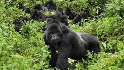 Mountain Gorillas, the gentle giants