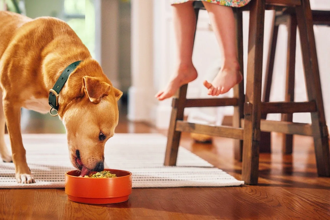 2022.06.15_The Farmers Dog_0579 Large.jpeg