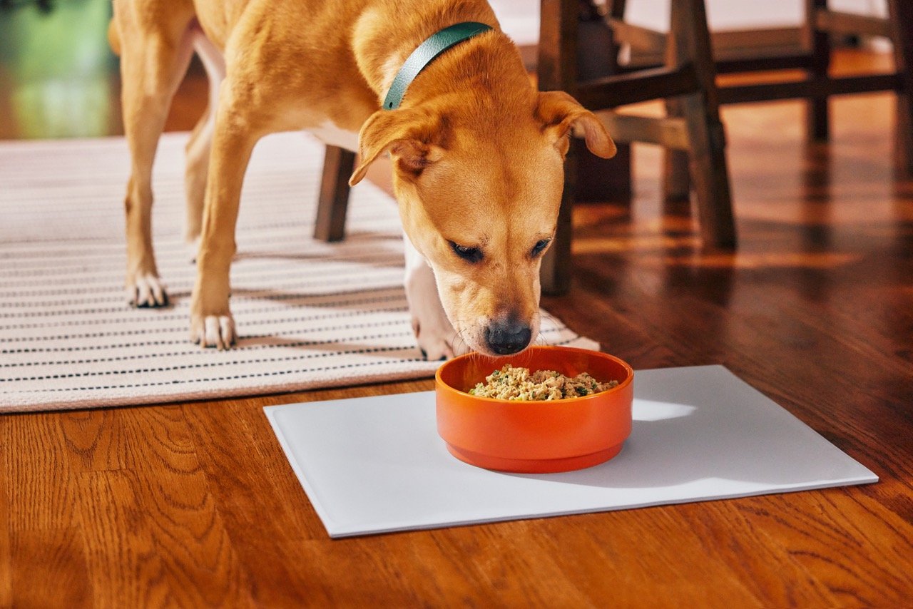 2022.06.15_The Farmers Dog_0667 Large.jpeg