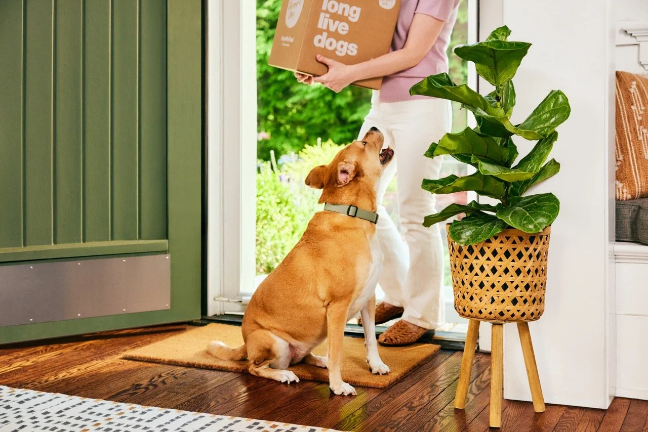 2022.06.15_The Farmers Dog_1008 1 Large 2.jpeg