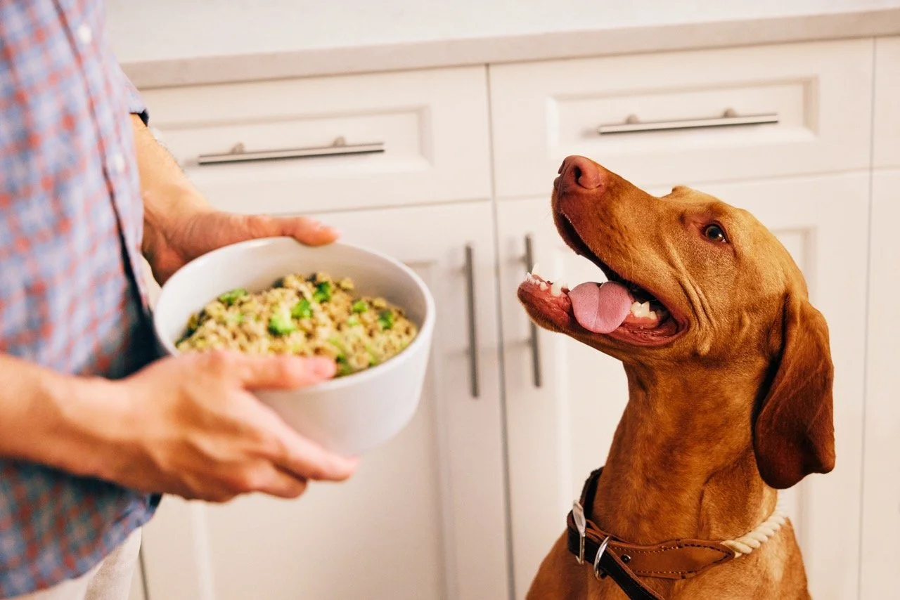 2022.06.15_The Farmers Dog_2320 Large.jpeg