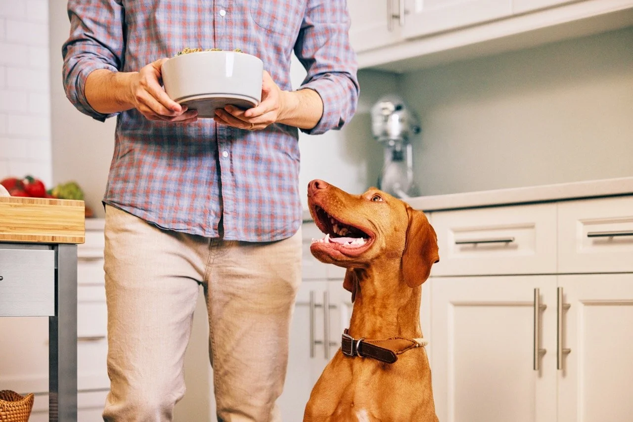 2022.06.15_The Farmers Dog_2392 Large.jpeg