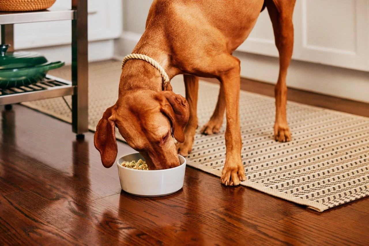 2022.06.15_The Farmers Dog_2533 Large.jpeg