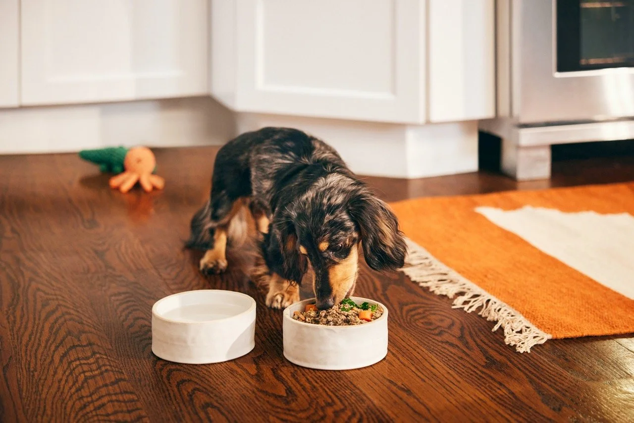 2022.06.15_The Farmers Dog_2662 Large.jpeg