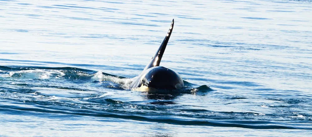 Bon Appetit, K25! It was amazing seeing you feed so close to us! 