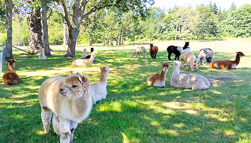 Krystal Acres - Alpaca Farm