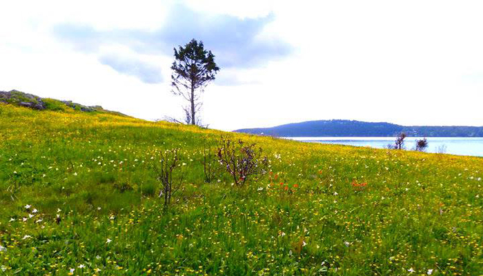 Yellow Island