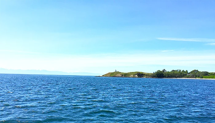 3 Best Whale Watching Tours on San Juan Island