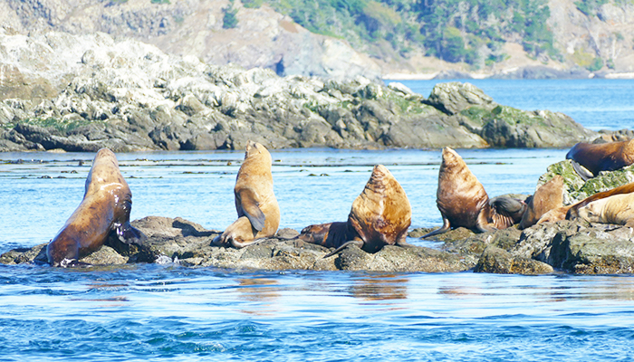 TSJ Blog 3 best whale watch tours (sea lions).jpg