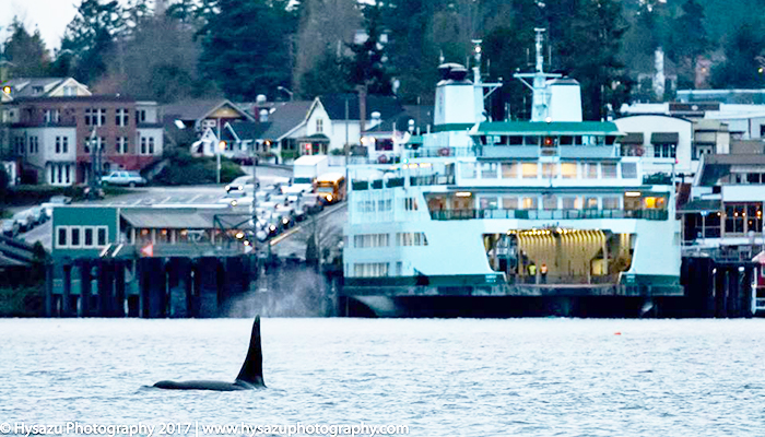 On a cold, lovely afternoon, Onyx ventures past Friday Harbor