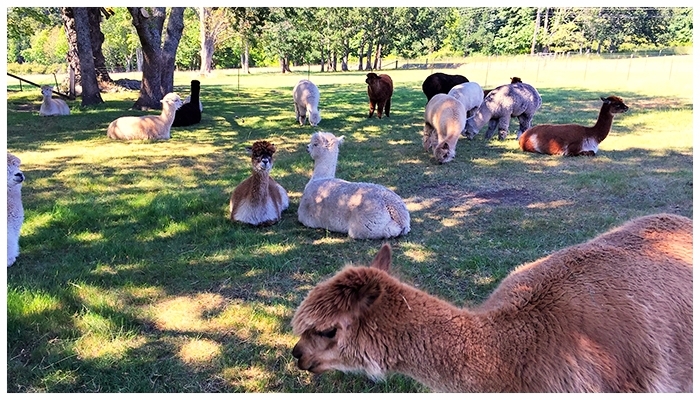 Krystal Acres Alpaca Farm