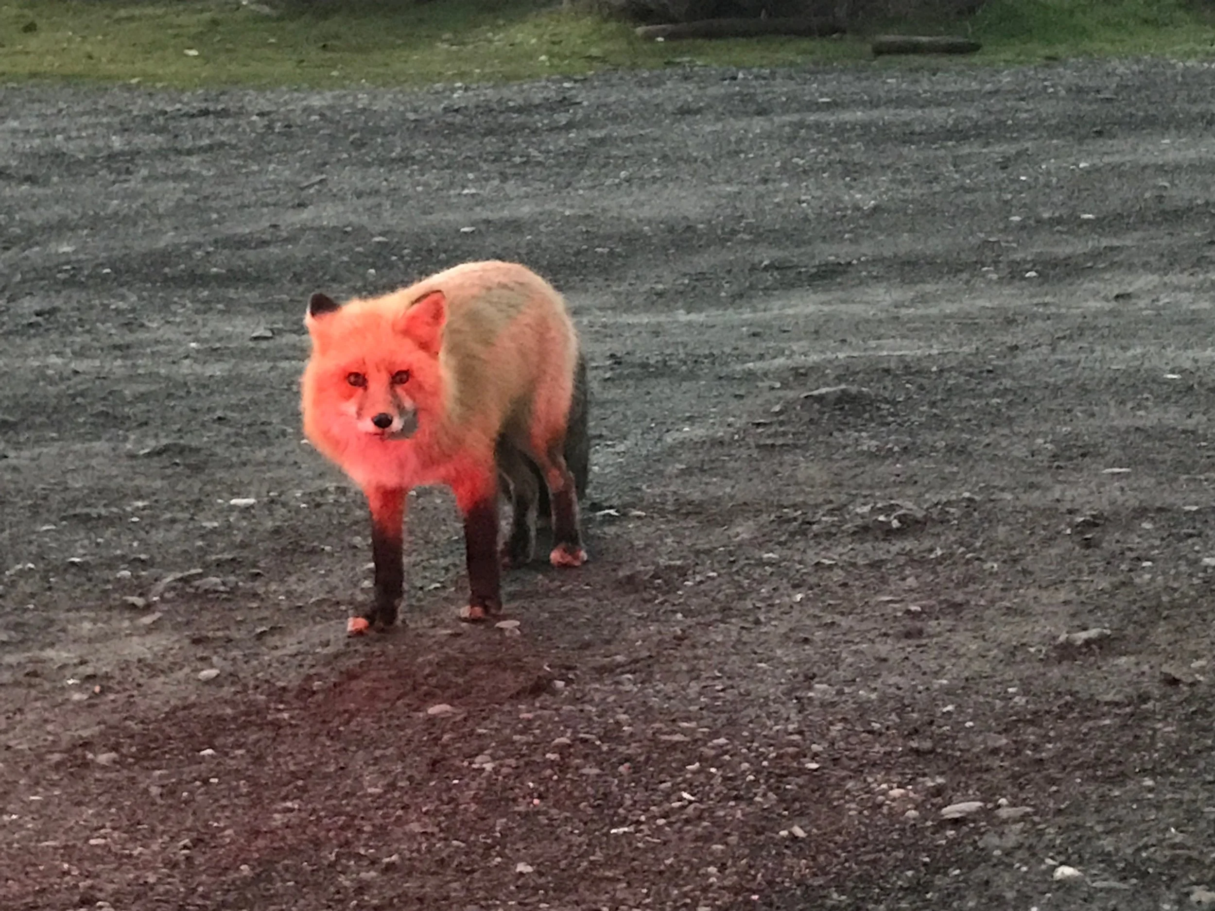 Sunset Fox at South Beach