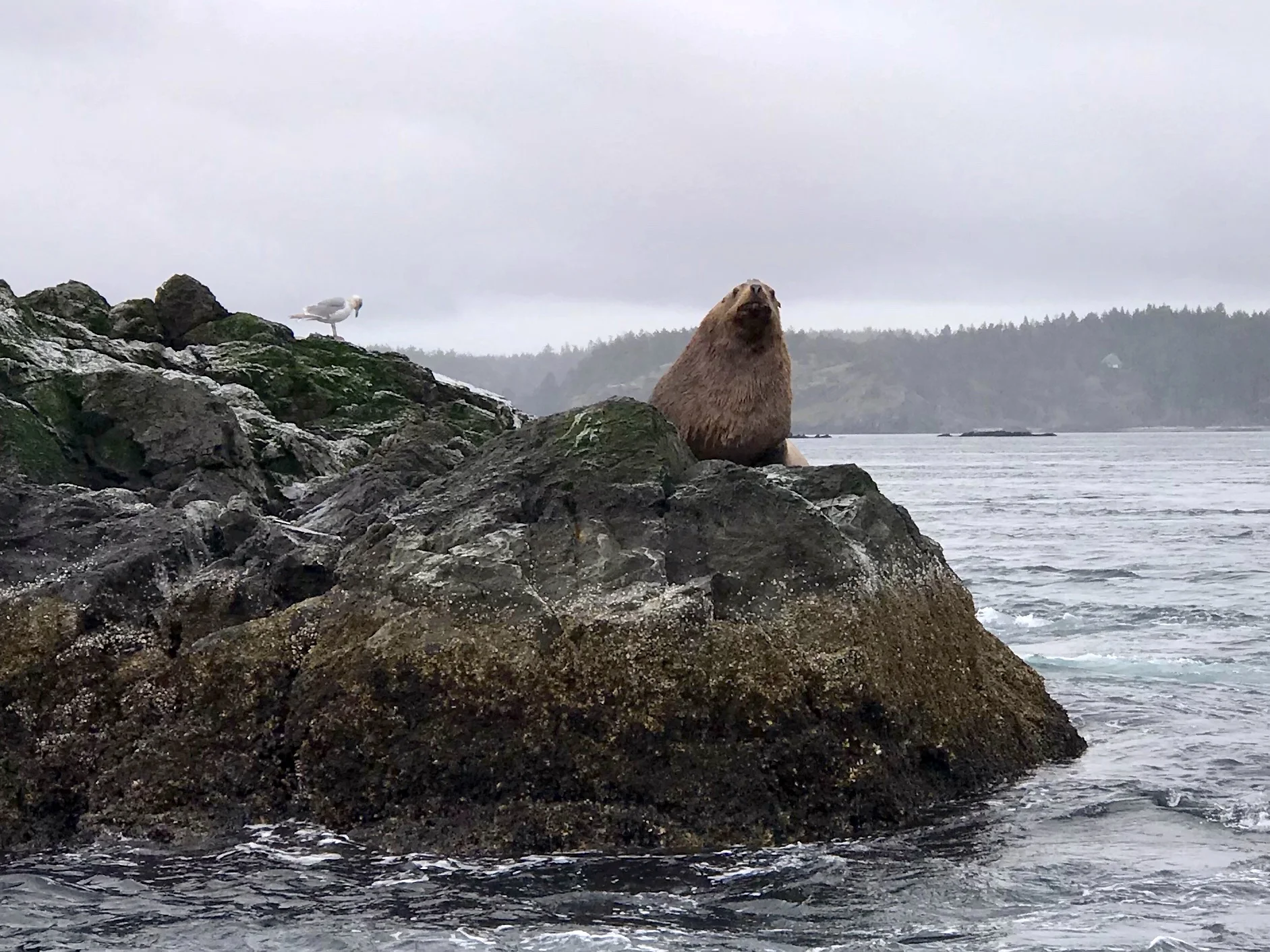 Seagulls and Steller Sea Lions are just two of the many species calling San Juan Island their home