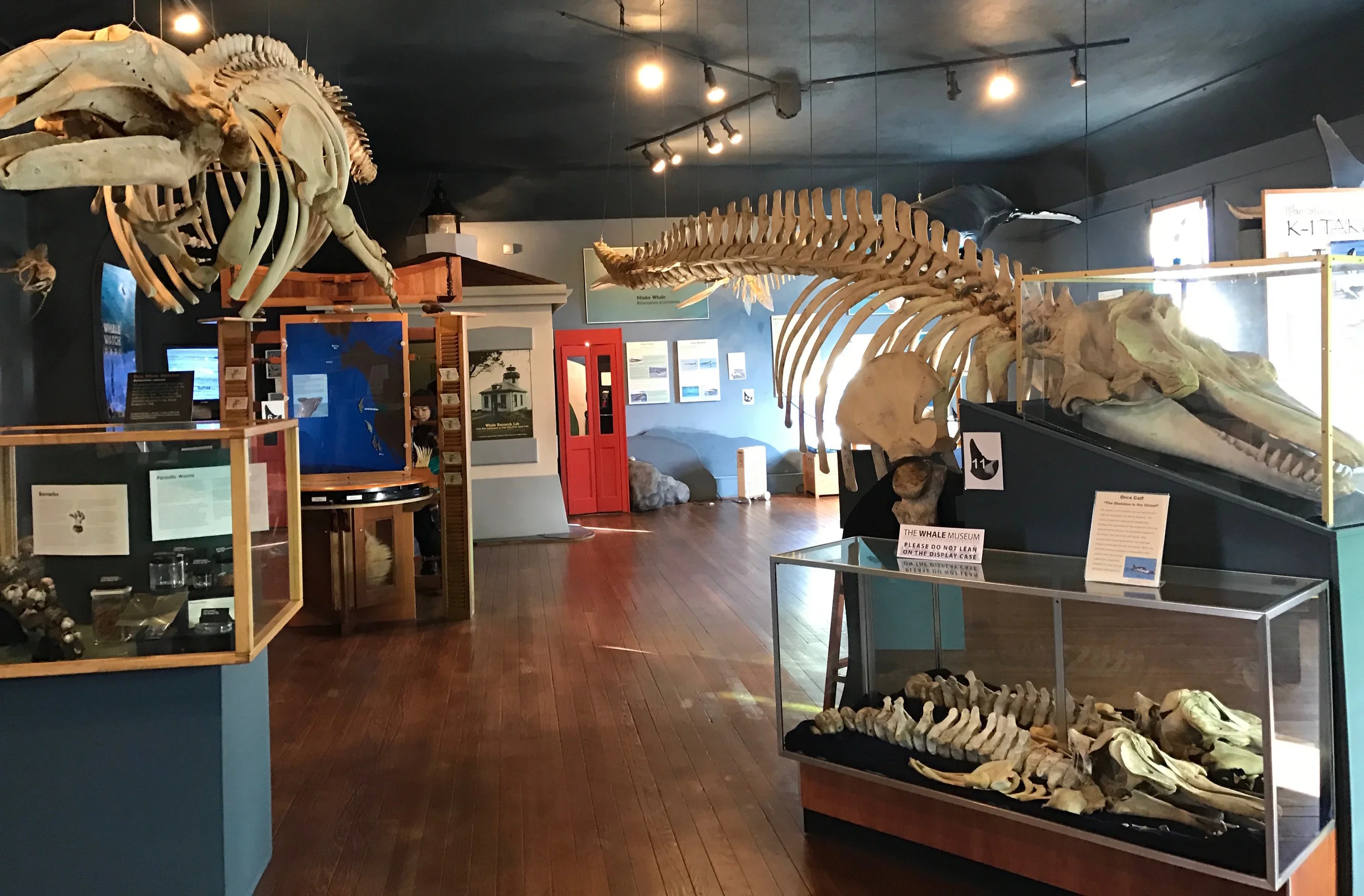 Learn something new at the Friday Harbor Whale Museum