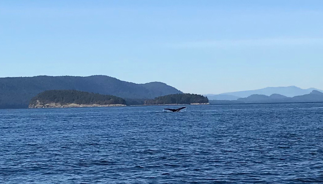 Humpback surfacing by Boiling Reef