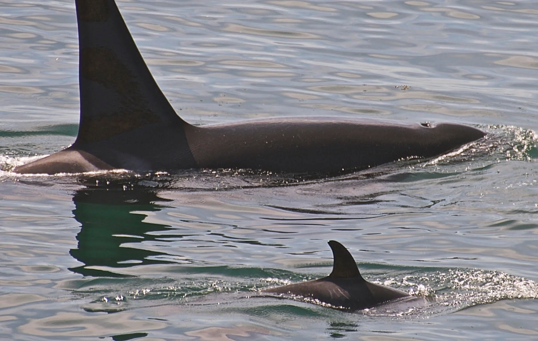 June is Orca Awareness Month