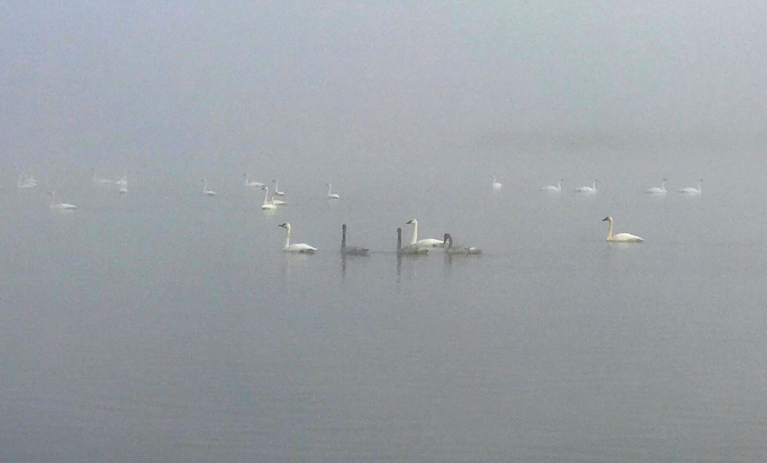 Beautiful Trumpeter Swans in the fog