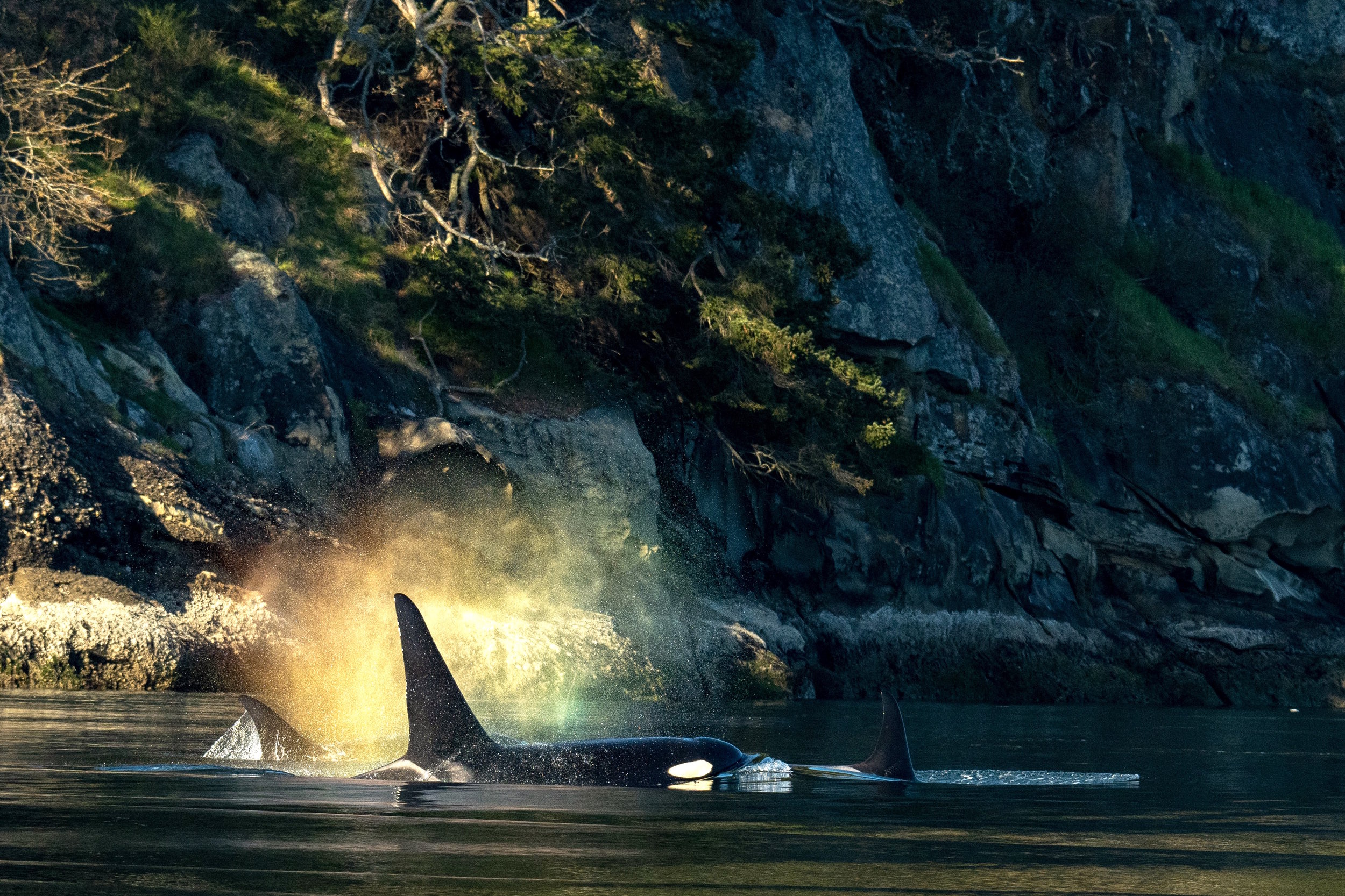 Orca blowing rainbows, photo courtesy of Maya’s Legacy Whale Watching