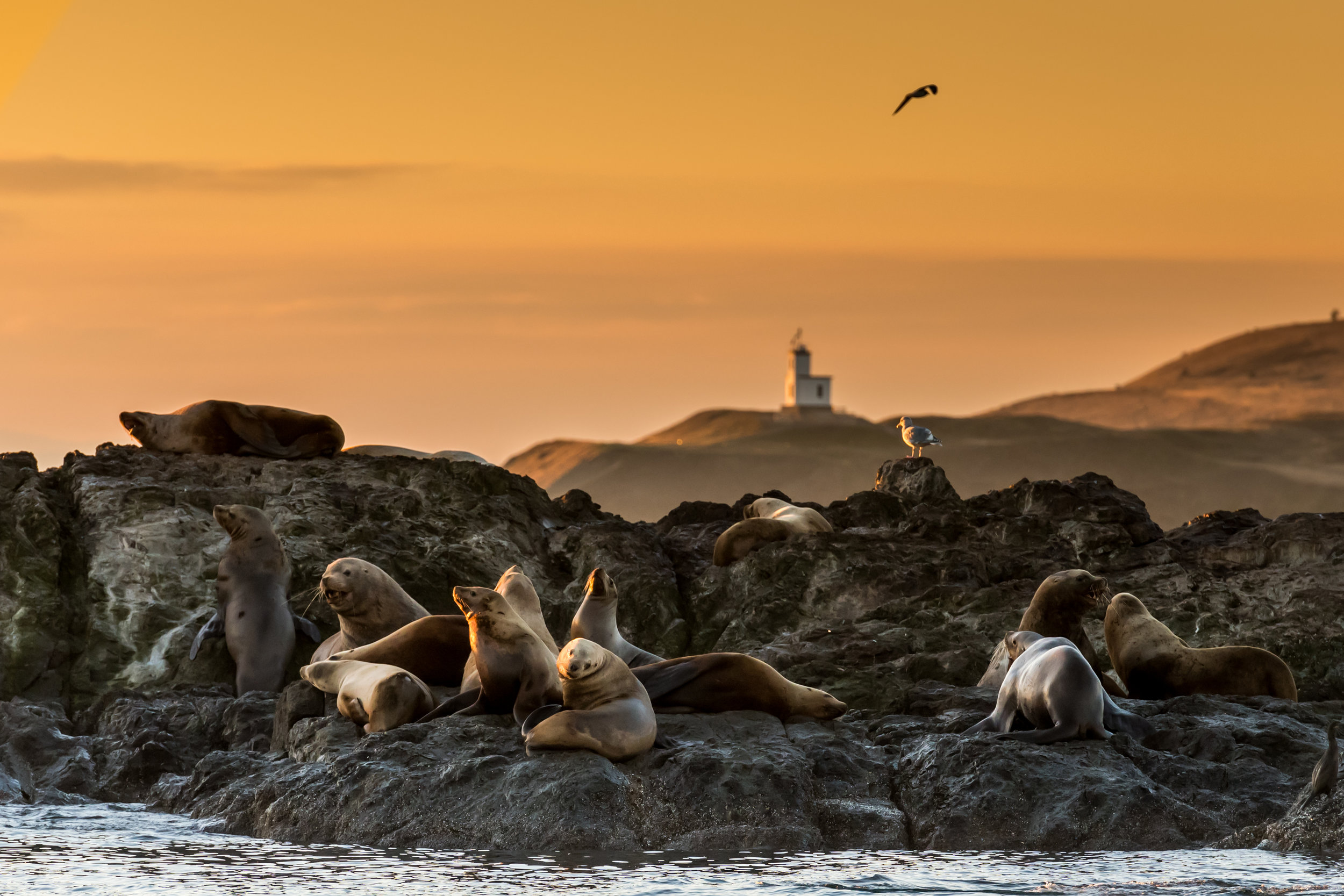 San Juan Island in January – Just What You Need After the Holidays