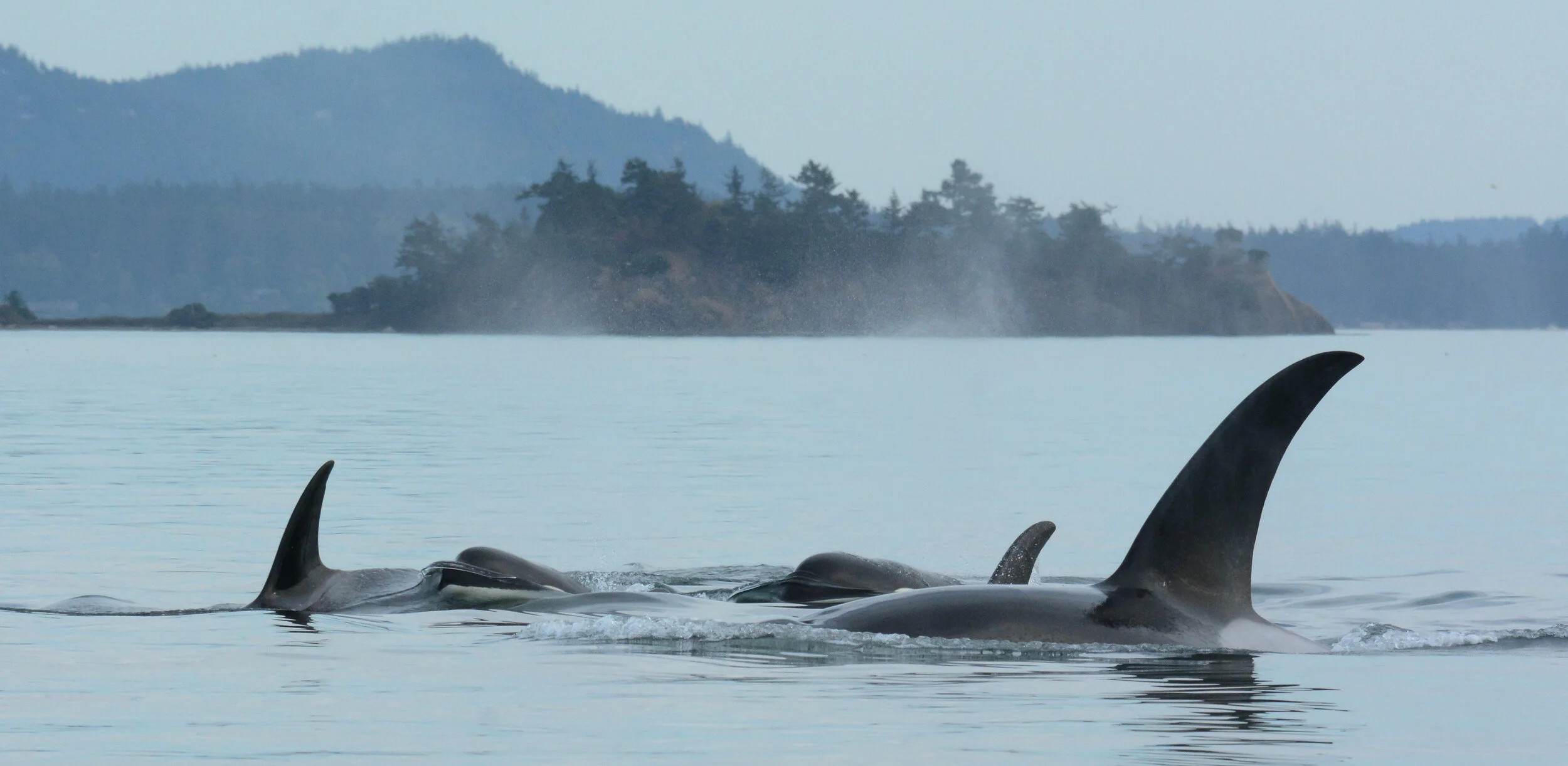 Photo courtesy of Maya’s legacy Whale Watching