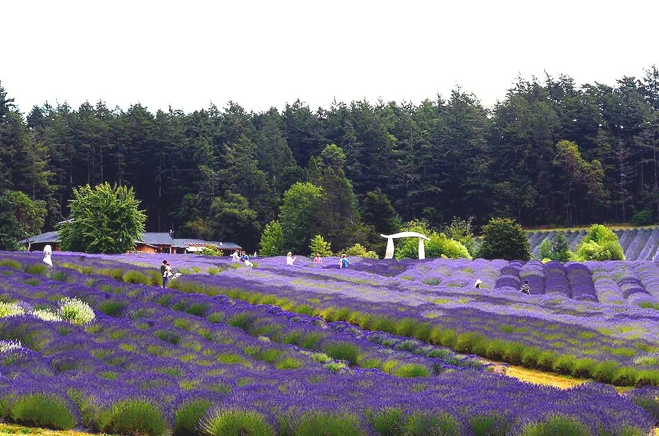 A Wedding at the Lavender Farm on San Juan Island