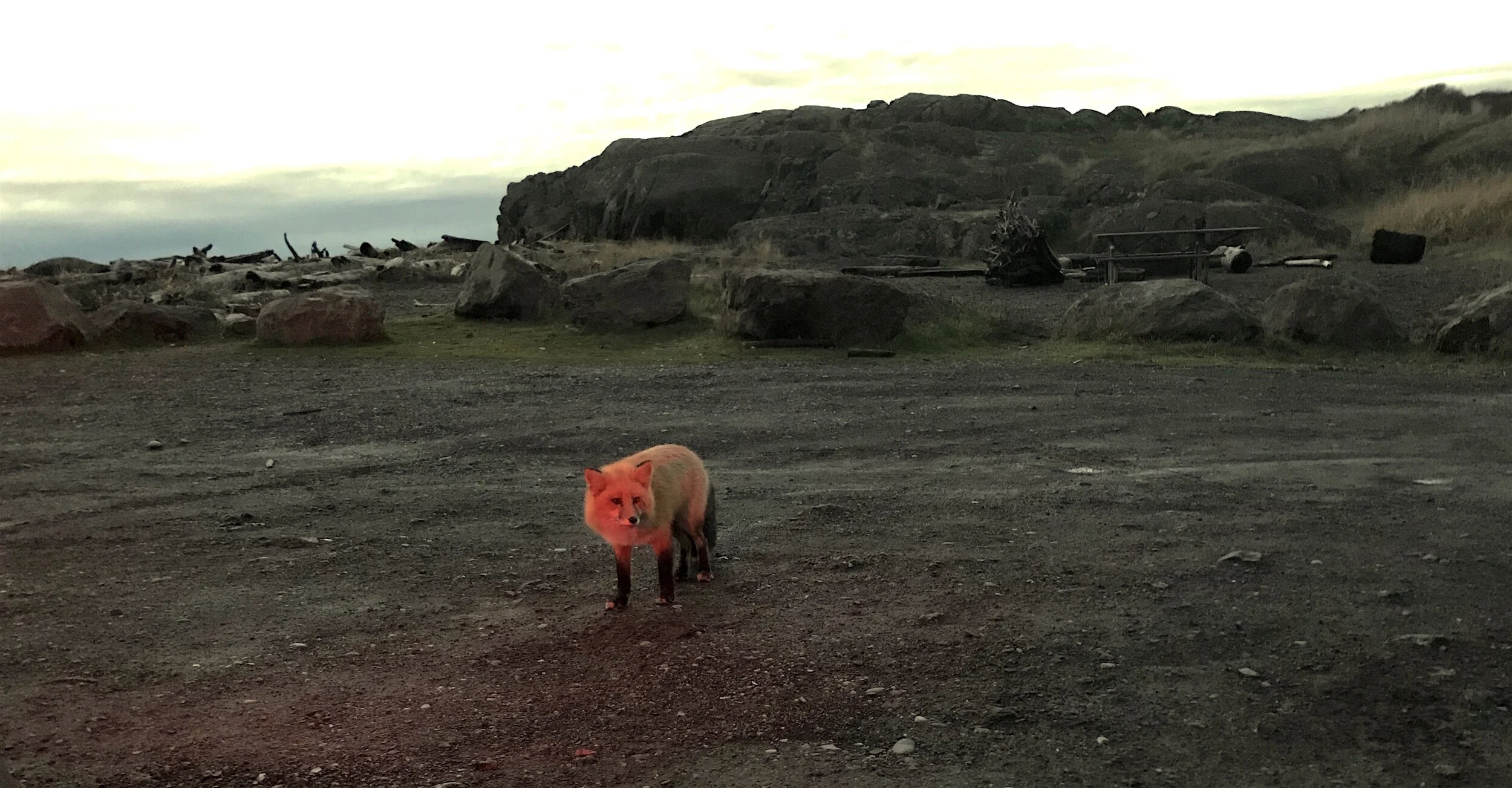 The Foxes of San Juan Island
