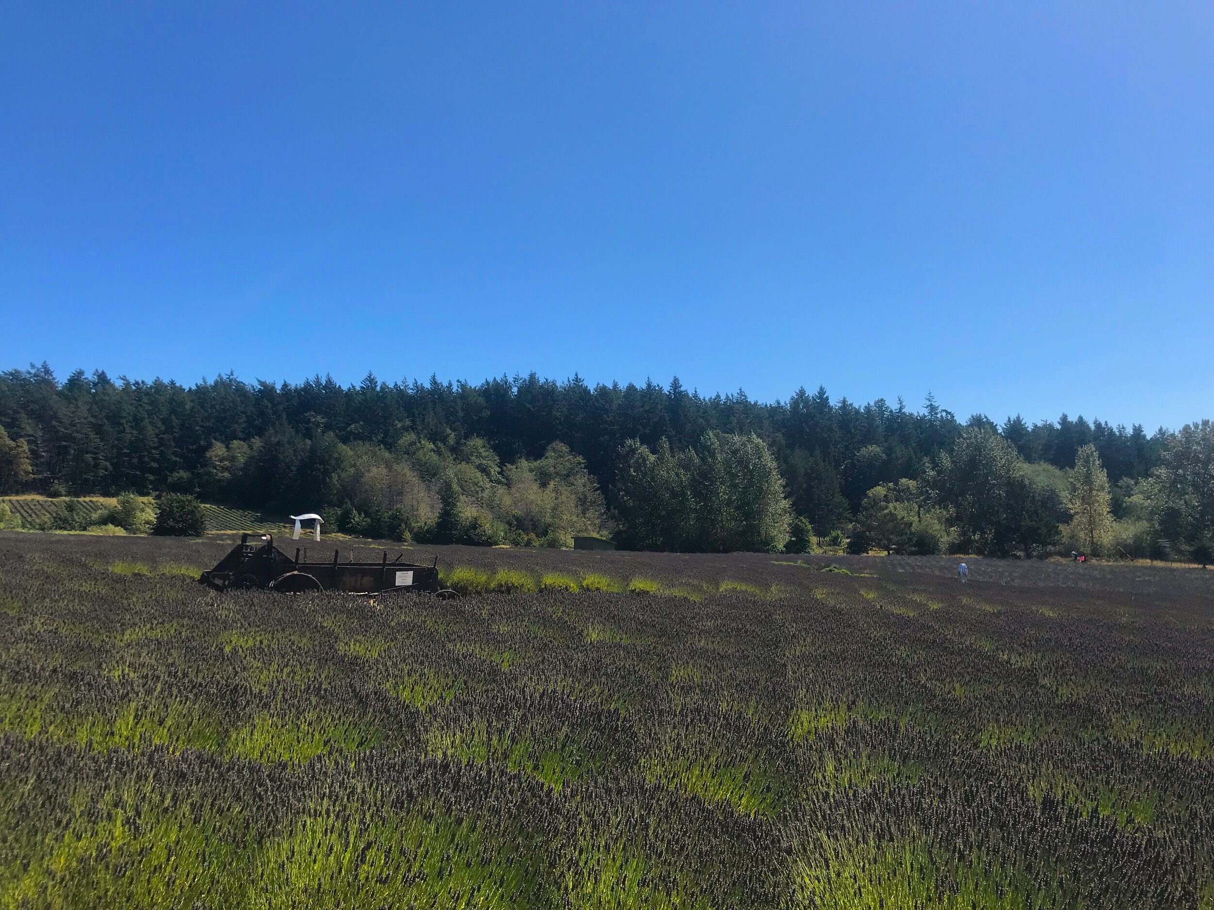 Pelindaba Lavender Fields