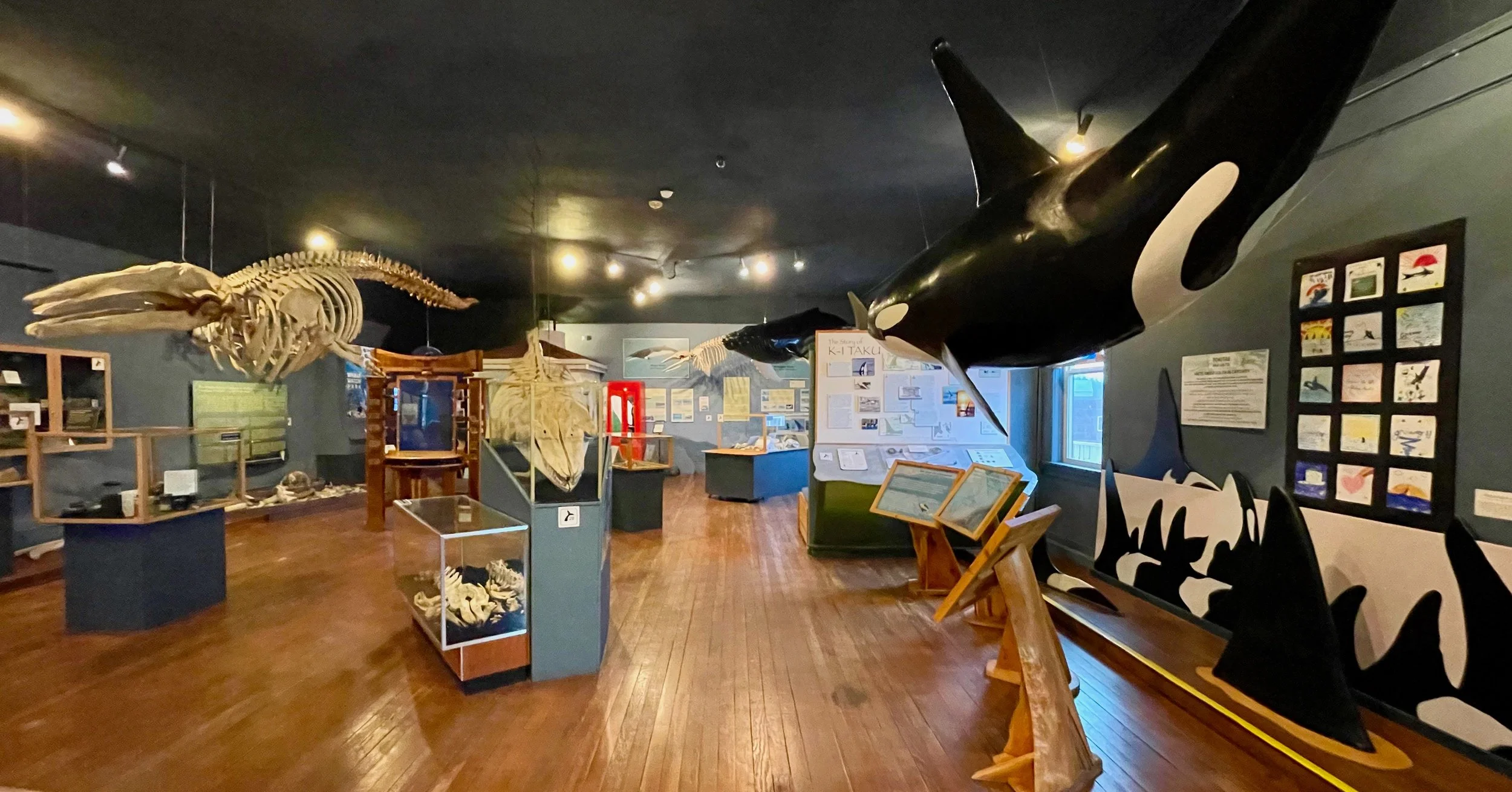 7 whale museum.jpeg