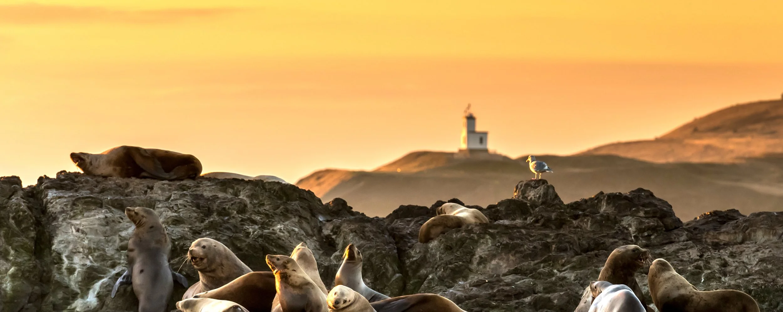 Sea Lions & Cattle Point Lighthouse Sunset - Maya's.jpg
