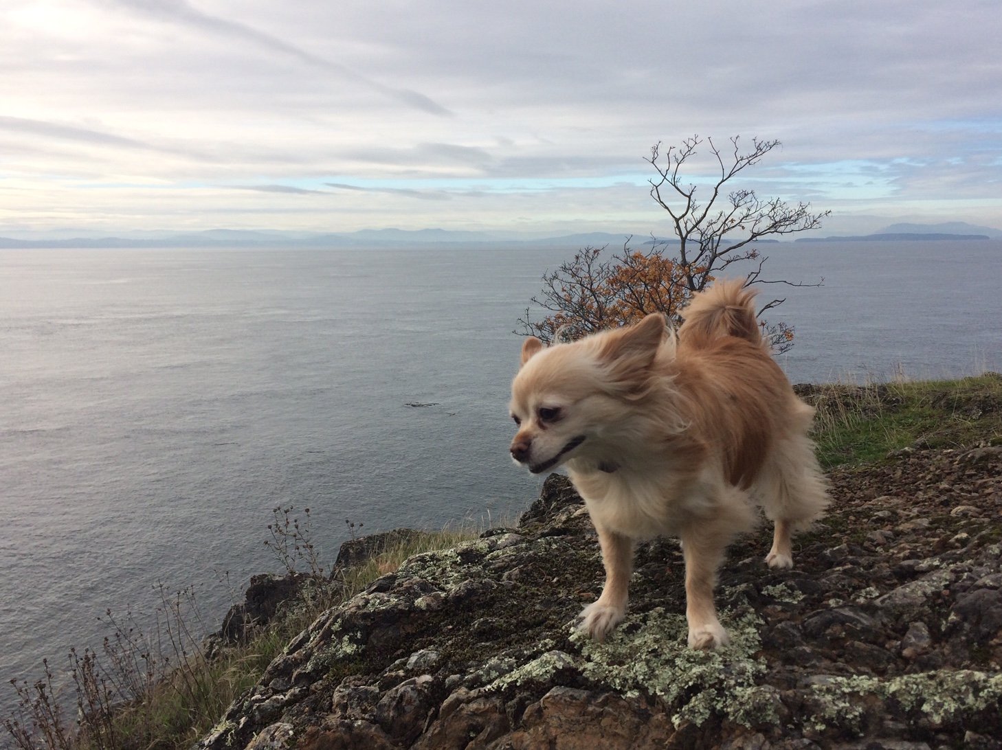 Small dog on cliff in wind (2) - Indigo.jpg