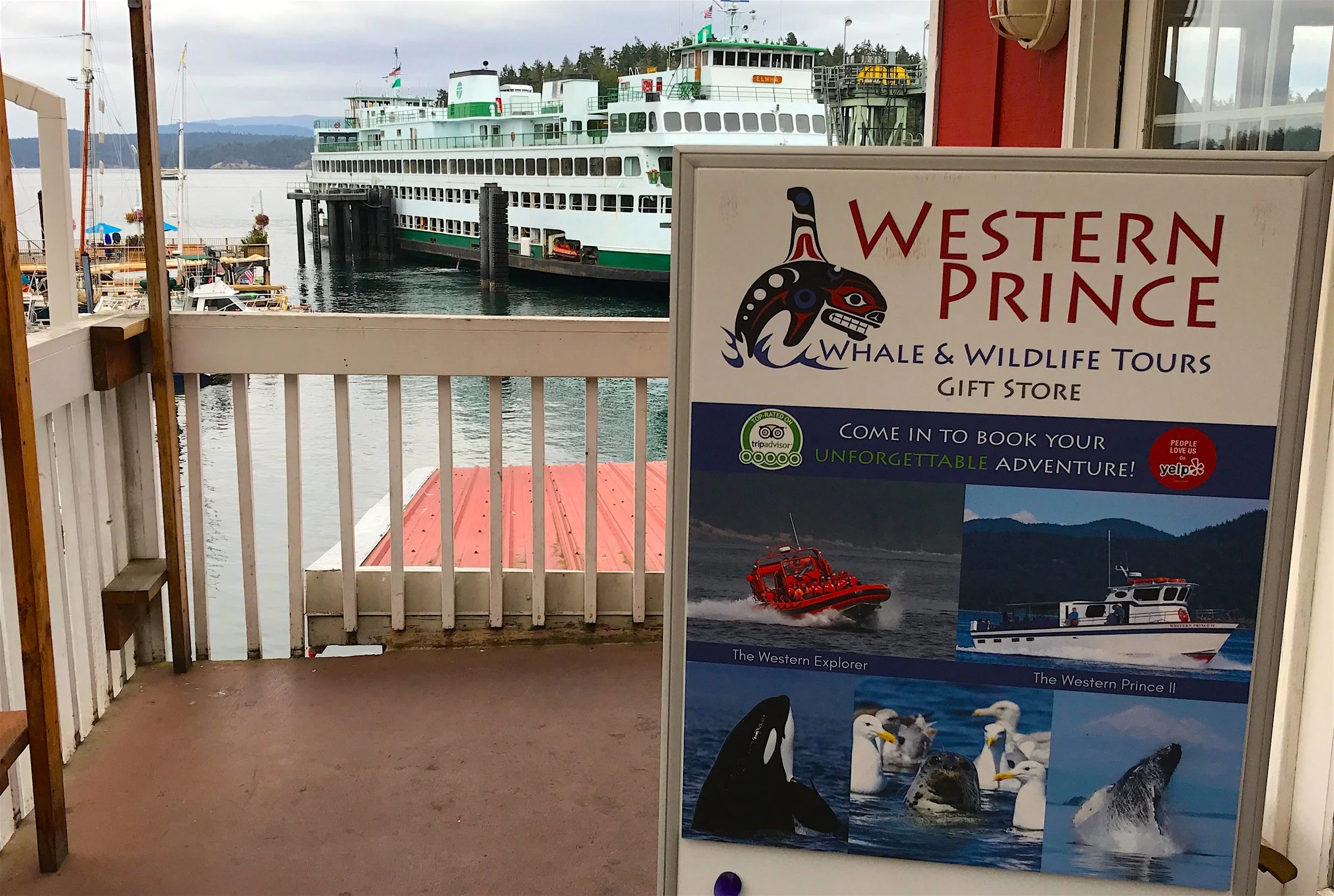 TSJ Blog - 3 best Whale Watch Tours (WP).jpg