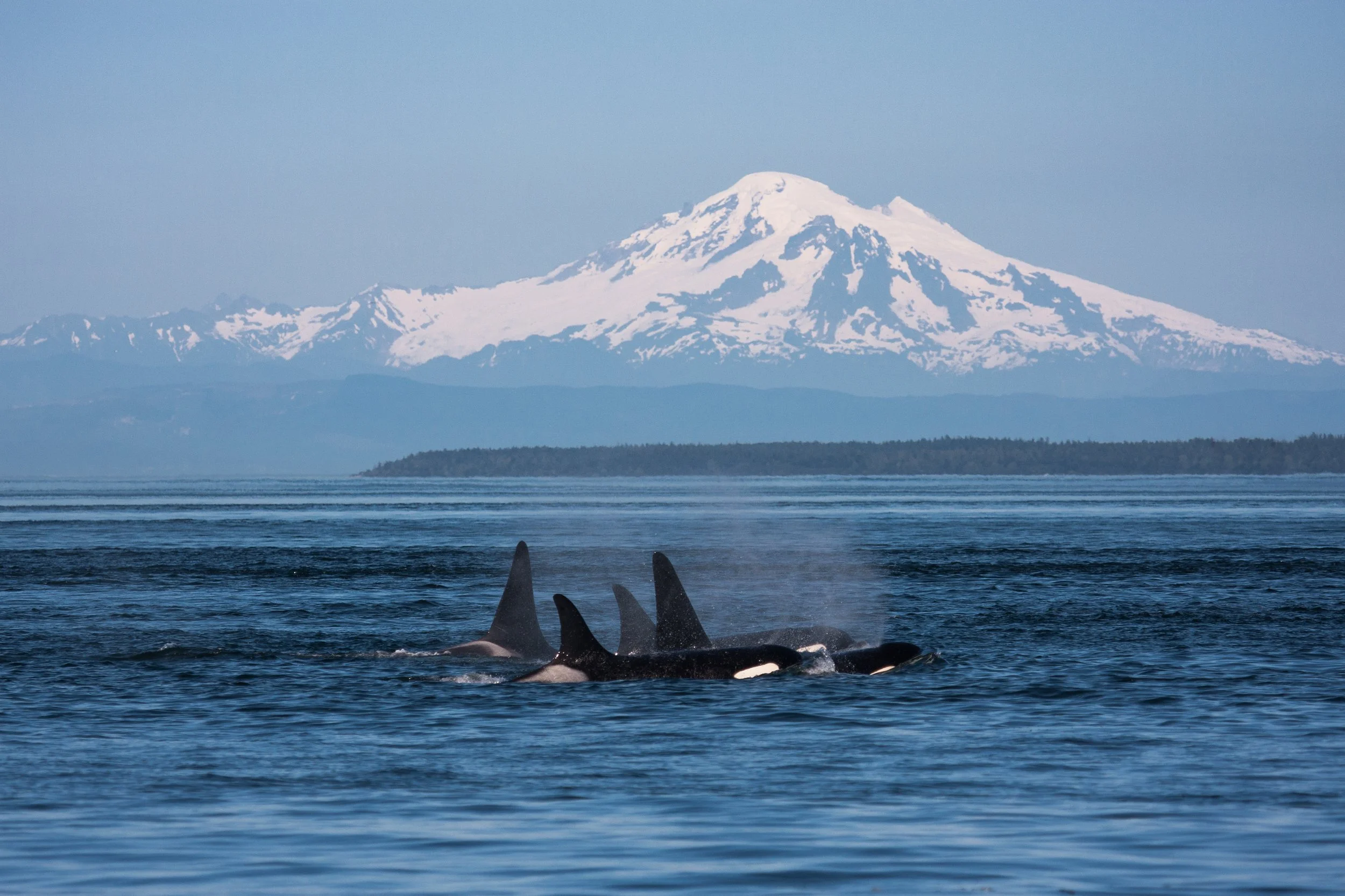 Ivan Reiff - Western Prince Whale Watching