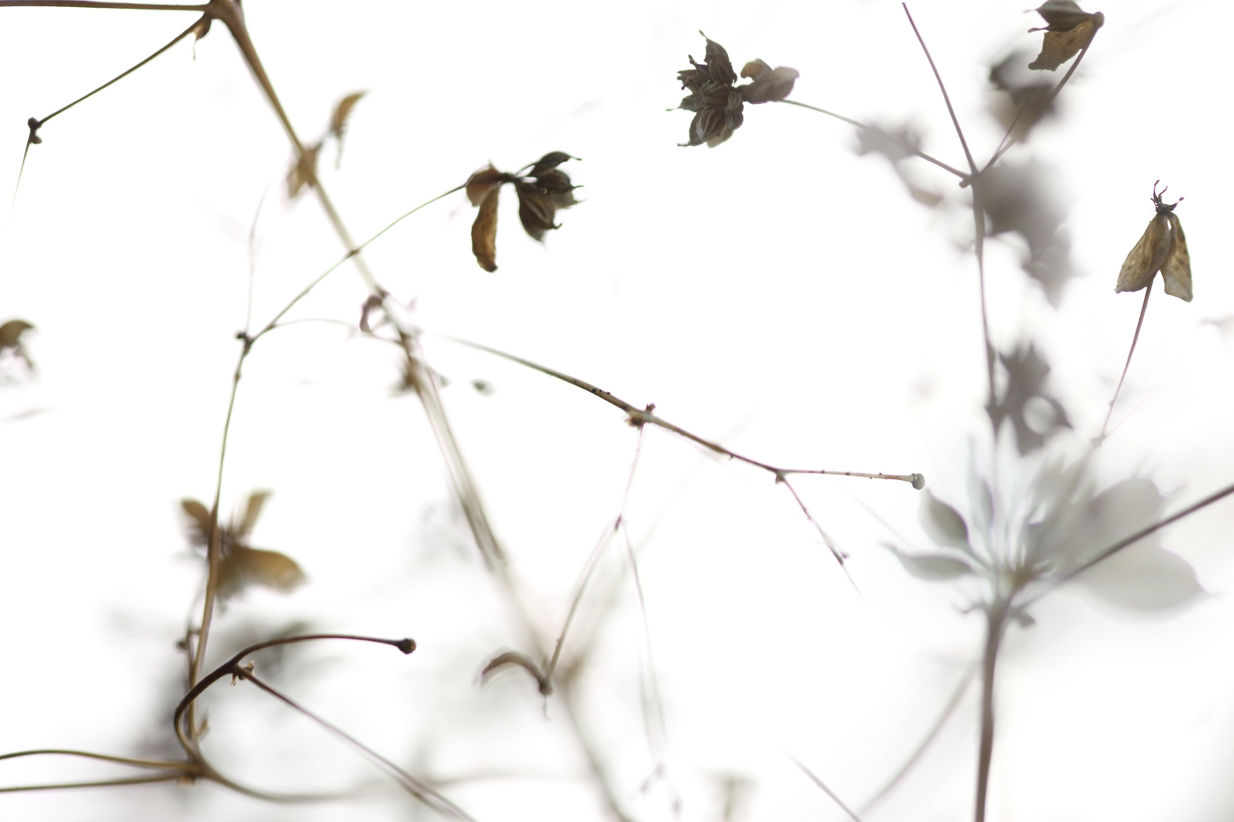 TRACERY