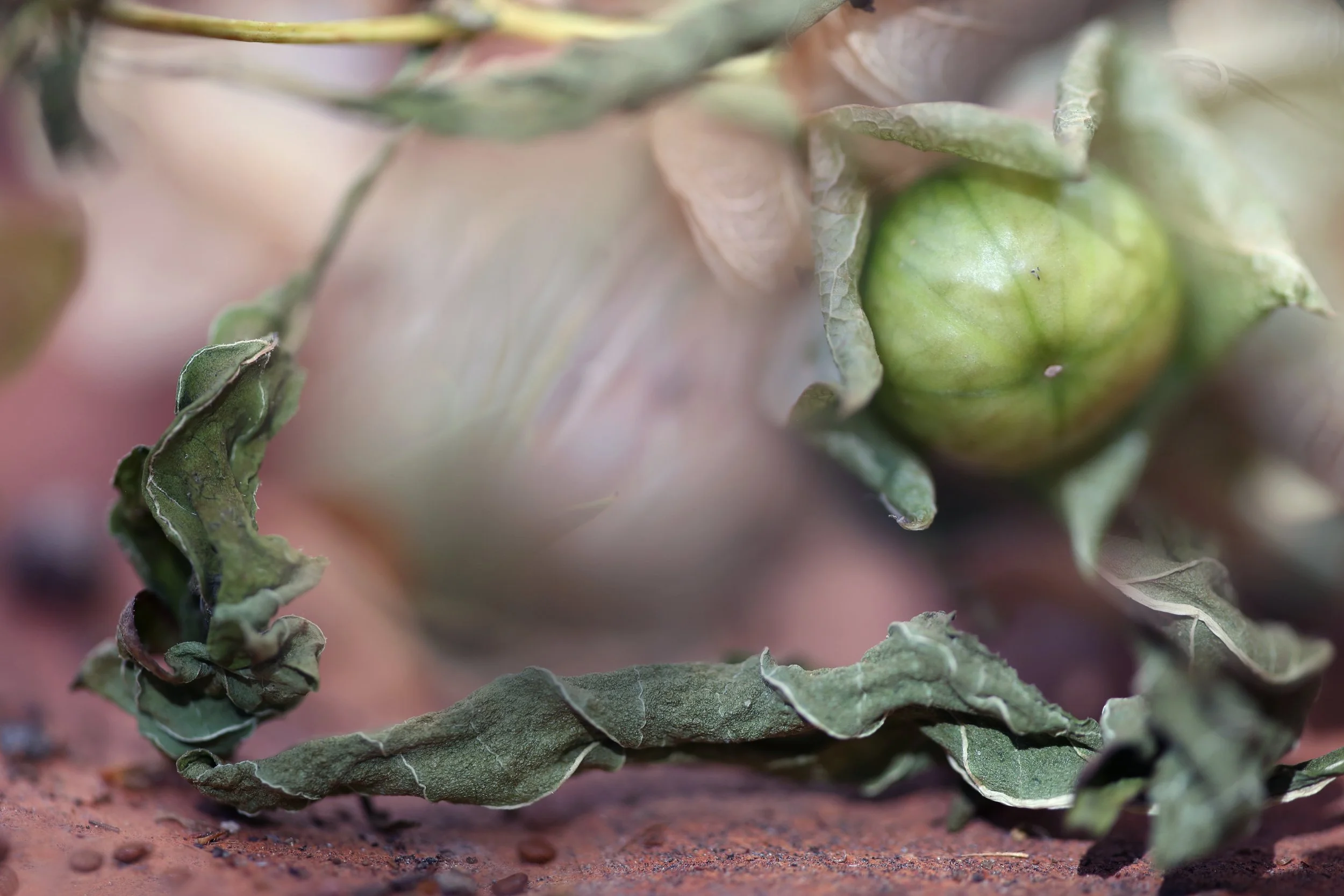 FREE AND CLEAR_FLAT_COLOR.JPG